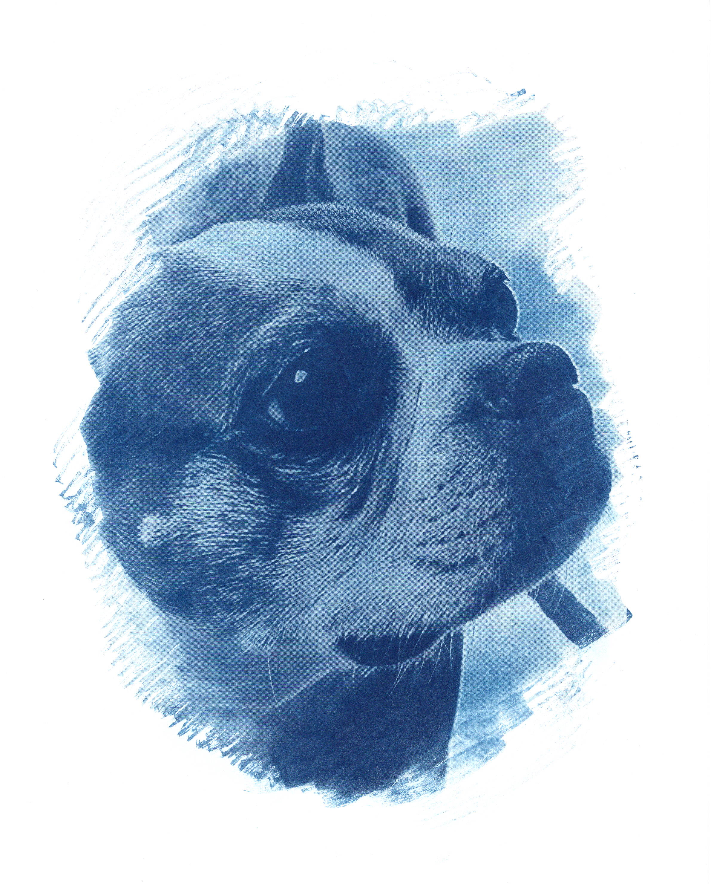 Betty cyanotype portrait