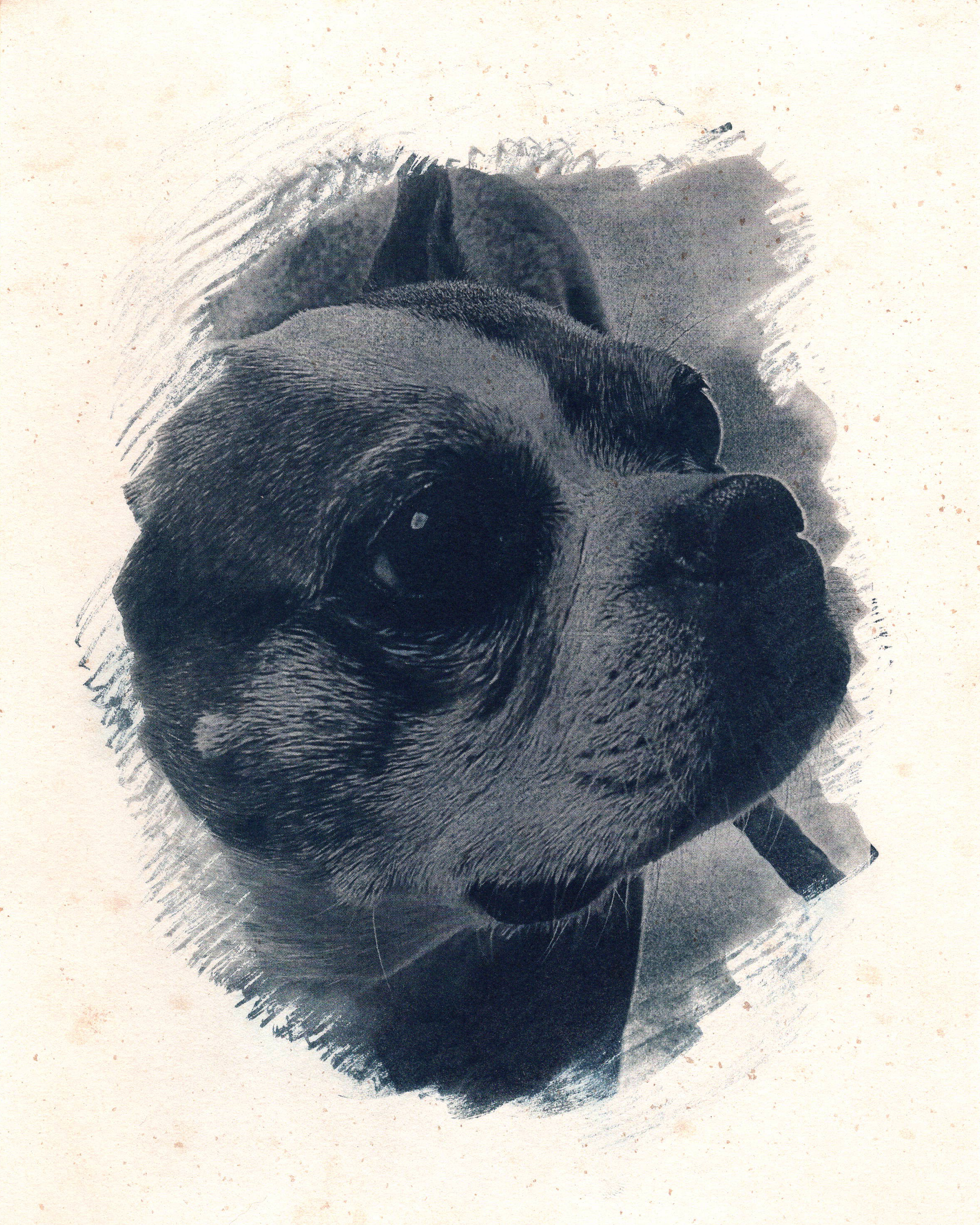 Betty tea-toned cyanotype portrait