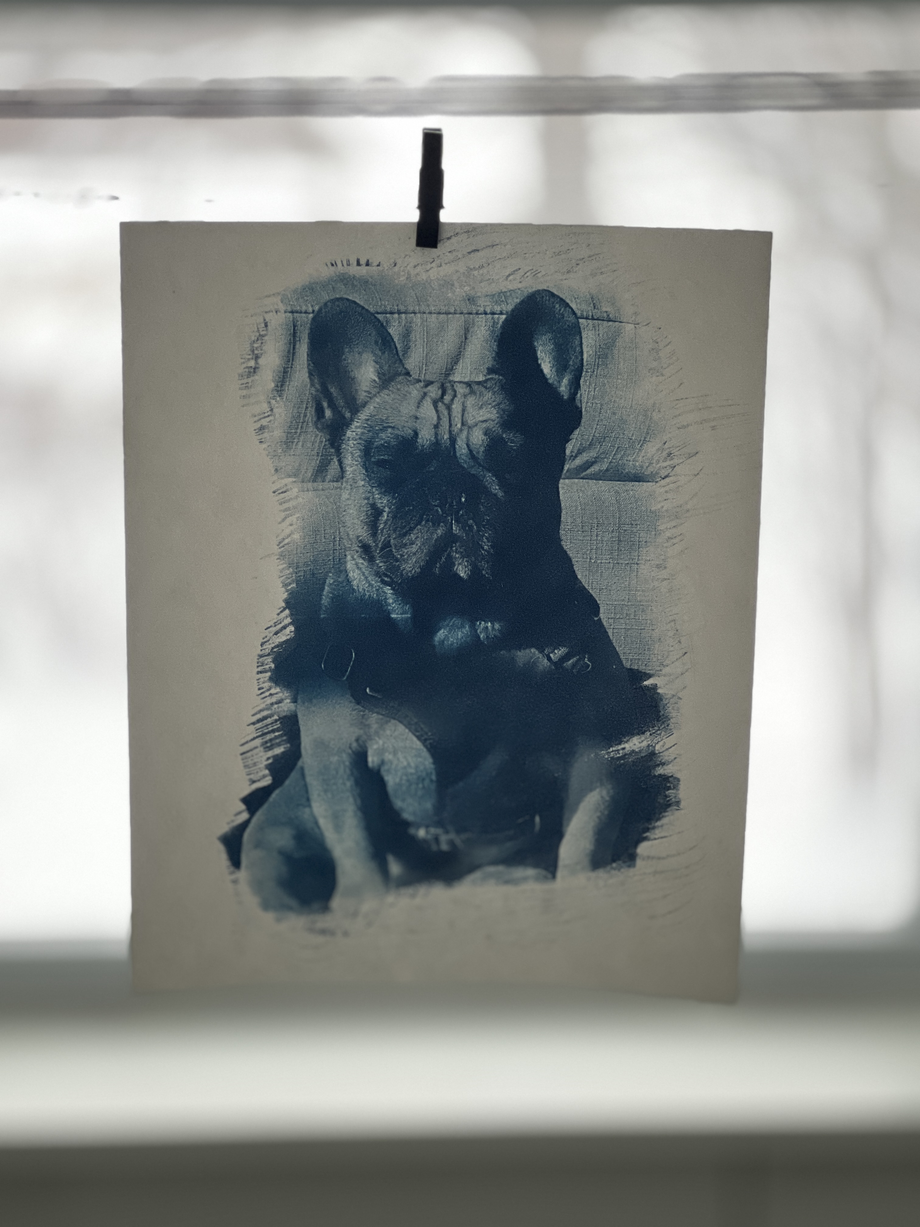 Mason cyanotype drying