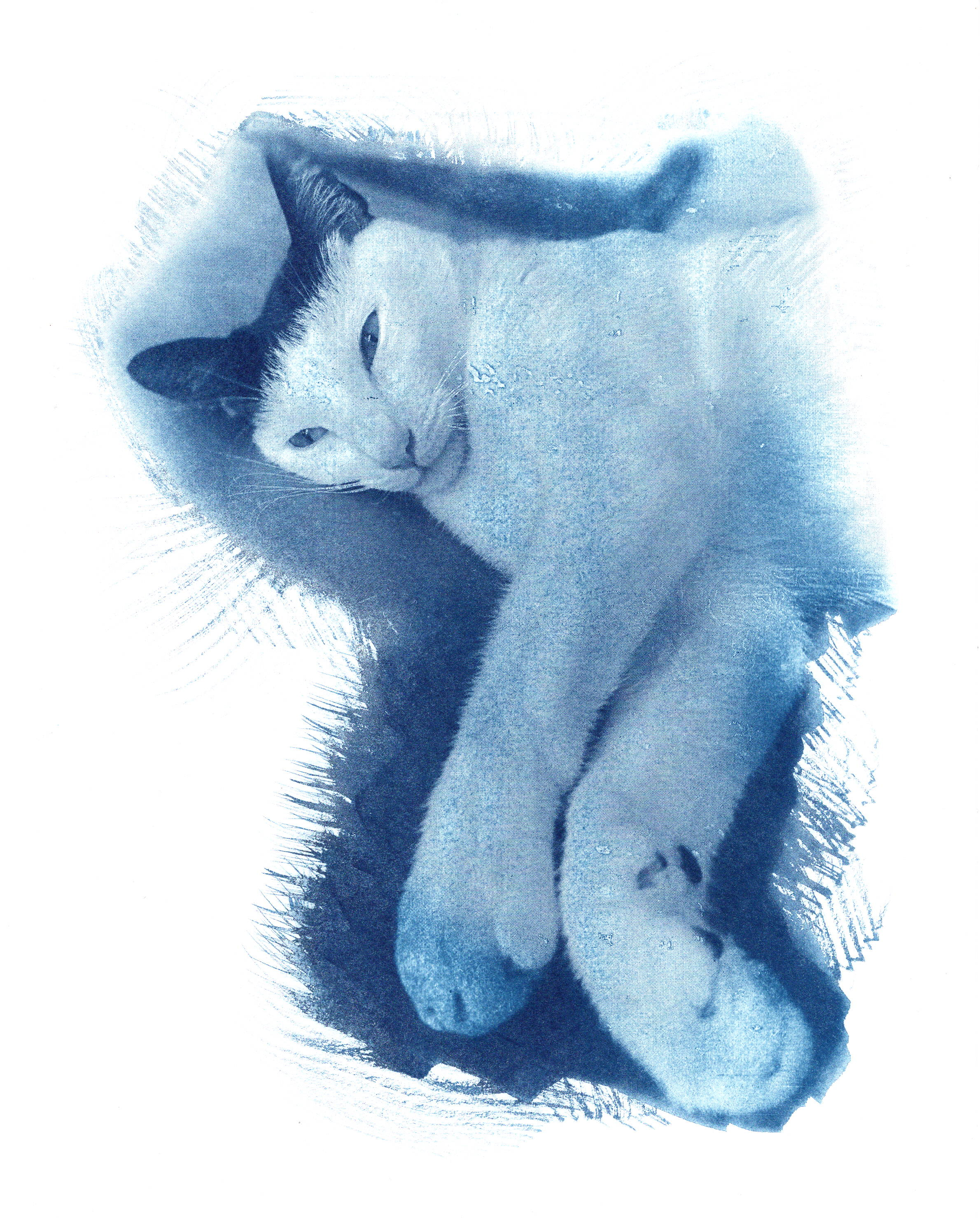 Todd cyanotype portrait